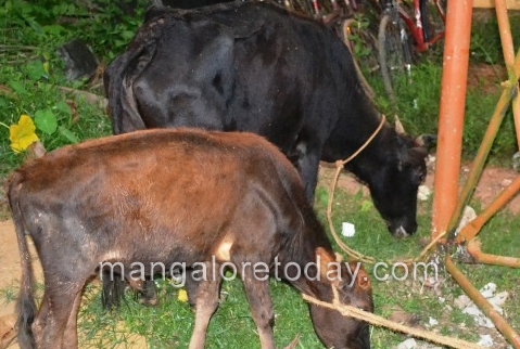 Cattle theft 1
